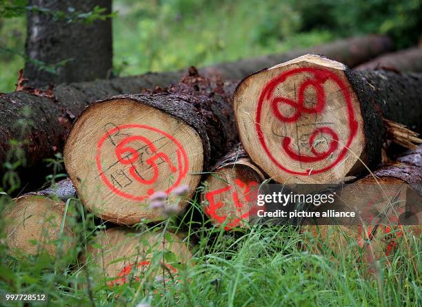 Felled tree trunks spray-painted with markings lie in the Koenigsforst forest in Bergisch Gladbach, Germany, 1 August 2017. The North...