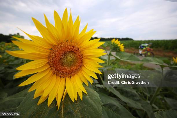 Yoann Offredo of France and Team Wanty Groupe Gobert / Landscape / Sunflower / during the 105th Tour de France 2018, Stage 7 a 231km stage from...