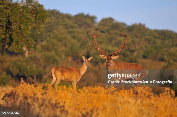 a adult red deer stag. - fotografia stock pictures, royalty-free photos & images