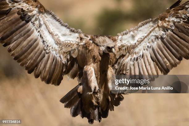 landing - anillo stock pictures, royalty-free photos & images