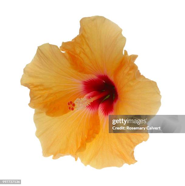 orange hibiscus flower on white square. - estigma imagens e fotografias de stock