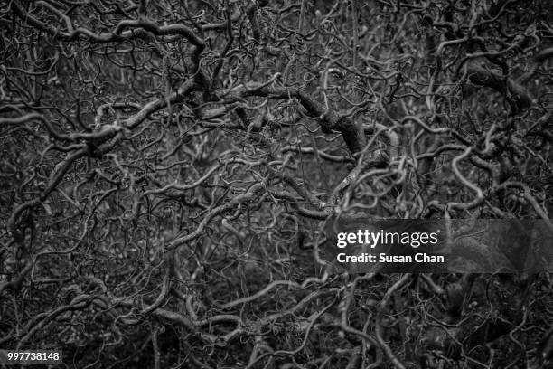 nature life - anchor chain stock pictures, royalty-free photos & images