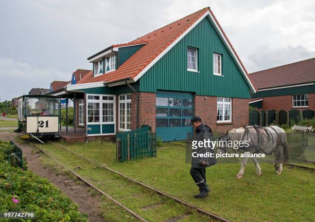 Christian Roll, the manager of the horse train, leads his tow-horse "Tamme" to be attached to the carriage on the Baltic Sea island of Spiekeroog in...