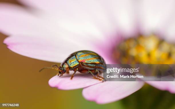 rosemary beetle - chrysolina americana - chrysolina stock pictures, royalty-free photos & images