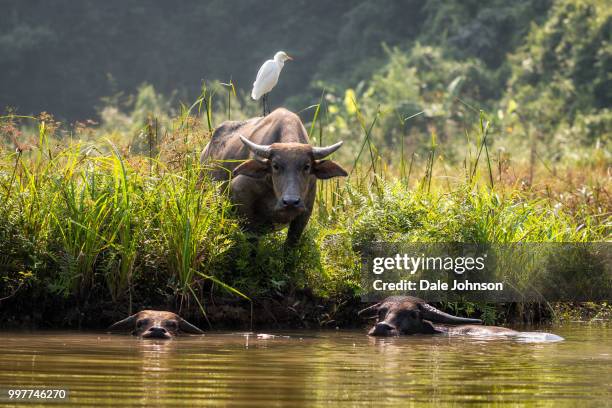 water buffalo trang an, vietnam - domestic water buffalo stock-fotos und bilder