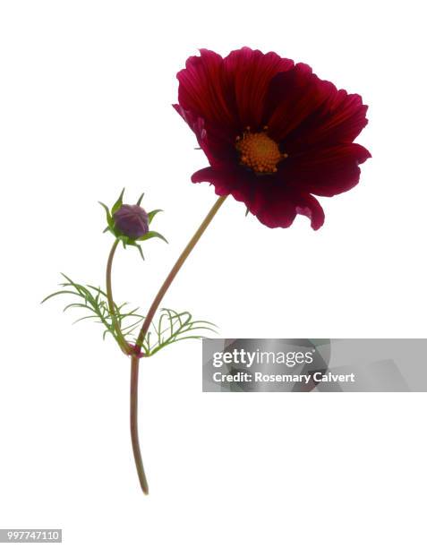 rich red cosmos flower with bud on white. - supersensorial fotografías e imágenes de stock
