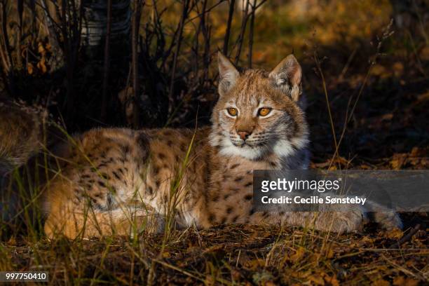 eyes of autumn - eurasian lynx stock pictures, royalty-free photos & images