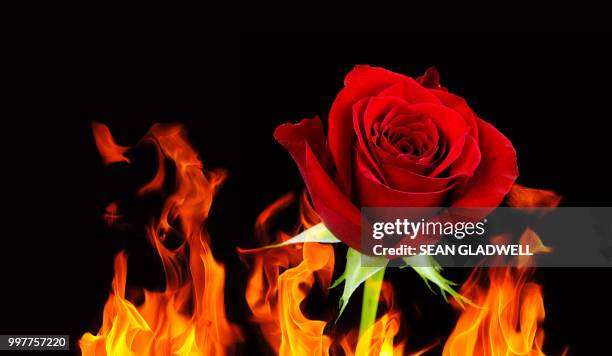 rose flower and flames - burning rose bildbanksfoton och bilder