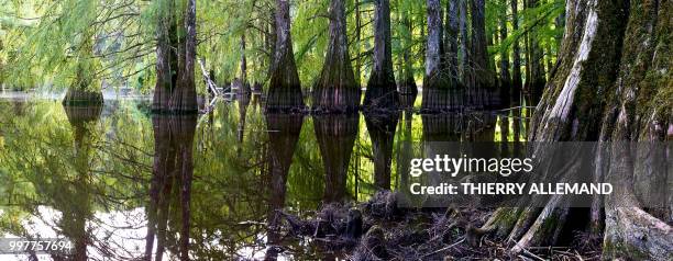 bayou in france - allemand stock pictures, royalty-free photos & images