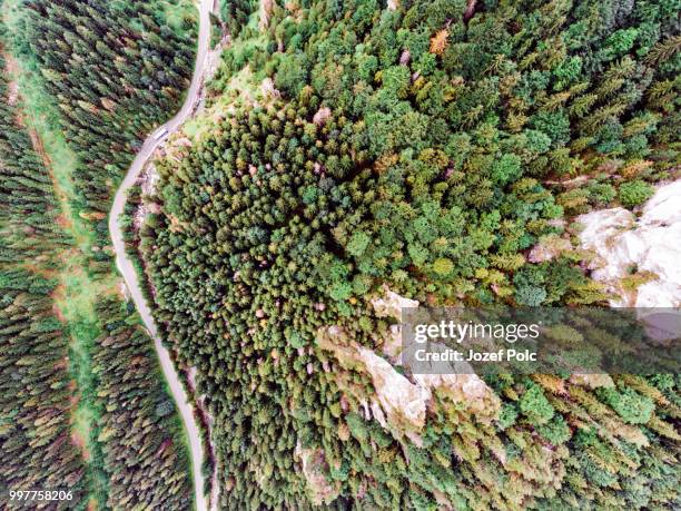 road in coniferous forest, rocky hills. mala fatra, slovakia. - coniferous stock pictures, royalty-free photos & images