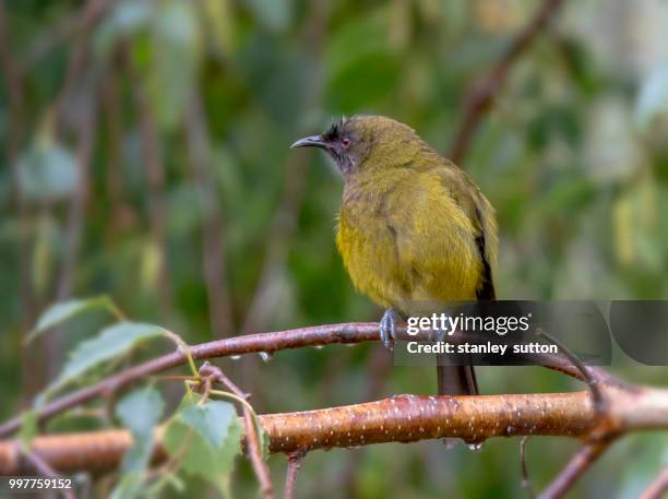 new zealand native bellbird - new zealand yellow stock-fotos und bilder