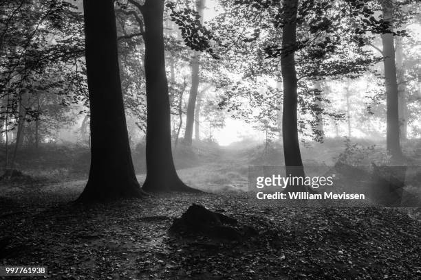 blinding fog silhouettes - william mevissen stock pictures, royalty-free photos & images