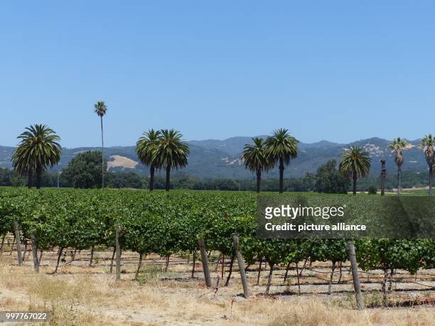 The sun is shining on the vineyard Napa Valley in Napa County, United States, 19 July 2017. Photo: Barbara Munker/dpa