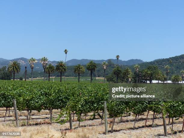 The sun is shining on the vineyard Napa Valley in Napa County, United States, 19 July 2017. Photo: Barbara Munker/dpa