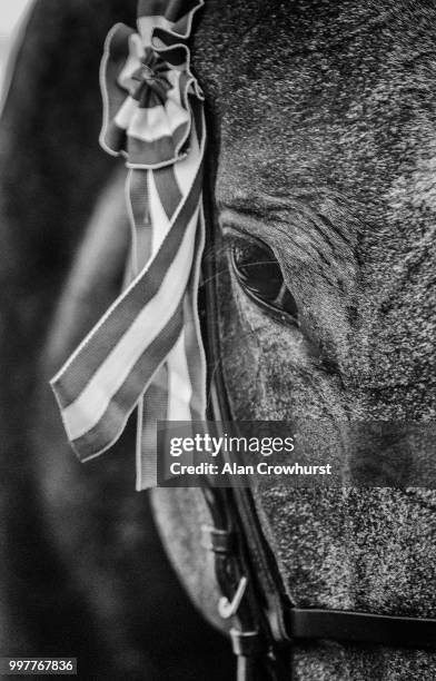 Alpha Centauri after winning The Tattersalls Falmouth Stakes at Newmarket Racecourse on July 13, 2018 in Newmarket, United Kingdom.