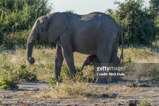 baby elephant standing behind mother in bush - bush baby stockfoto's en -beelden