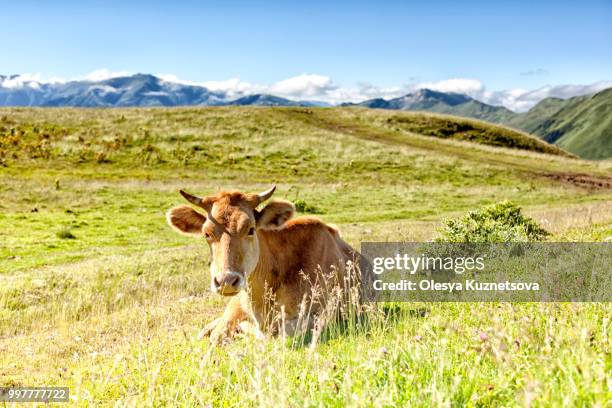 brown spotted cow grazing on alpine meadow. bright beautiful lan - kuznetsova stock pictures, royalty-free photos & images