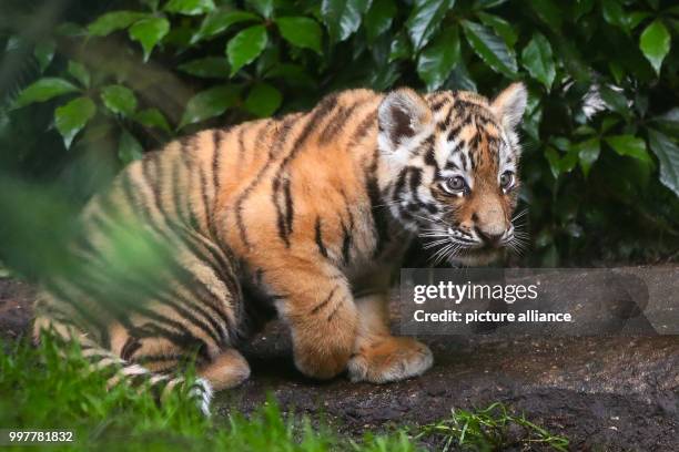 Baby Siberian tiger explores its new home for the first time in the zoo "Tierpark Hagenbeck" in Hamburg, 3 August 2017. The Siberian tiger...