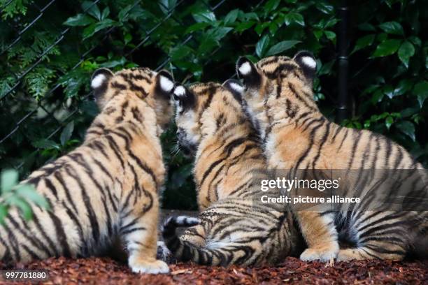 Three baby Siberian tiger explore their new home for the first time in the zoo "Tierpark Hagenbeck" in Hamburg, 3 August 2017. The Siberian tiger...