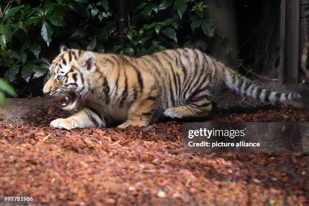 Baby Siberian tiger explores its new home for the first time in the zoo "Tierpark Hagenbeck" in Hamburg, 3 August 2017. The Siberian tiger...
