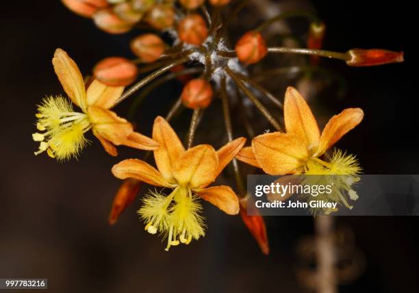bulbine frutescens flowers - bulbine stock pictures, royalty-free photos & images
