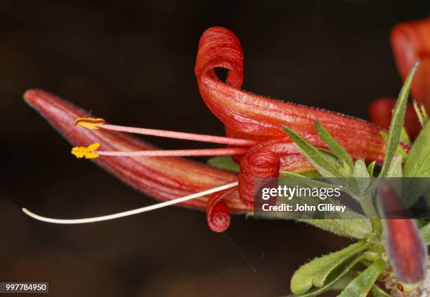 desert honeysuckle flower - warning coloration stockfoto's en -beelden