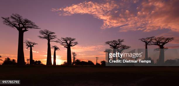avenue of the baobabs, madagascar - dietmar temps - fotografias e filmes do acervo