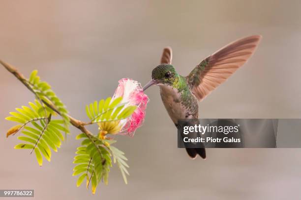 humming-bird - humming stock pictures, royalty-free photos & images
