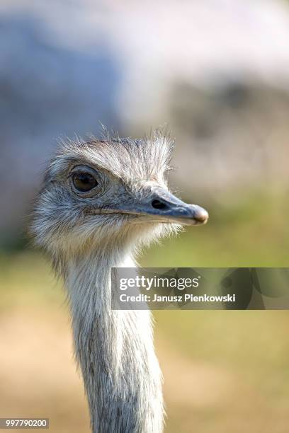 Flightless Rhea 961 Rhea Flightless Bird Stock Photos, High-Res Pictures, and Images ...