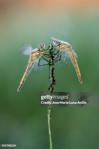 libelulas al amanecer - anillo stock pictures, royalty-free photos & images