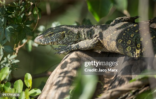 Lizard Ha Monitor Lizard High-Res Stock Photo - Getty Images