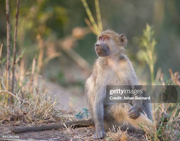 thank you . . . - chacma baboon stockfoto's en -beelden