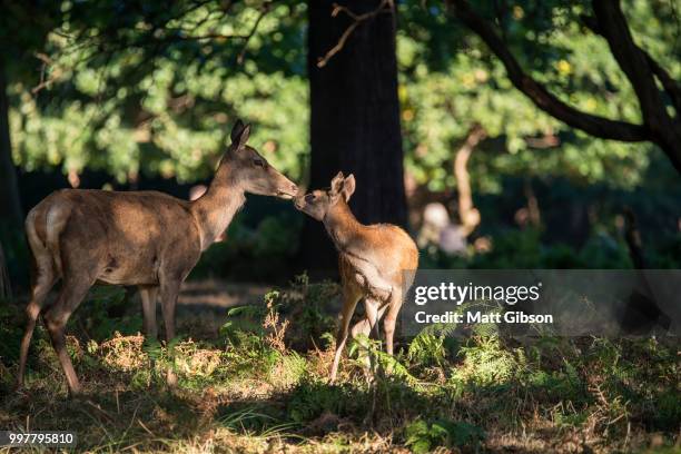 beautiful family group herd of red deer stag cervus elaphus duri - artiodactyla imagens e fotografias de stock