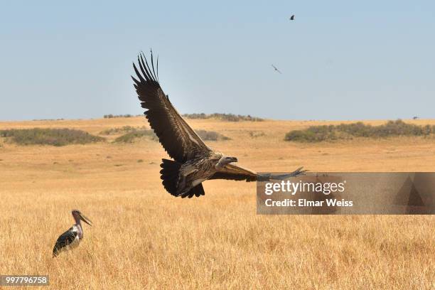 cape vulture in flight - cape vulture stock pictures, royalty-free photos & images