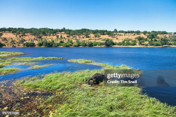 water for elephants - snello stock pictures, royalty-free photos & images