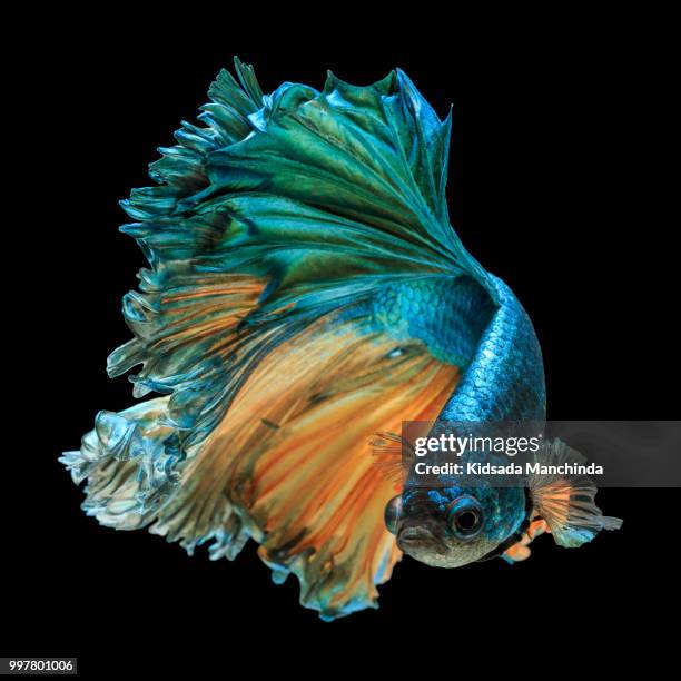 betta fish - pampered pets stock pictures, royalty-free photos & images