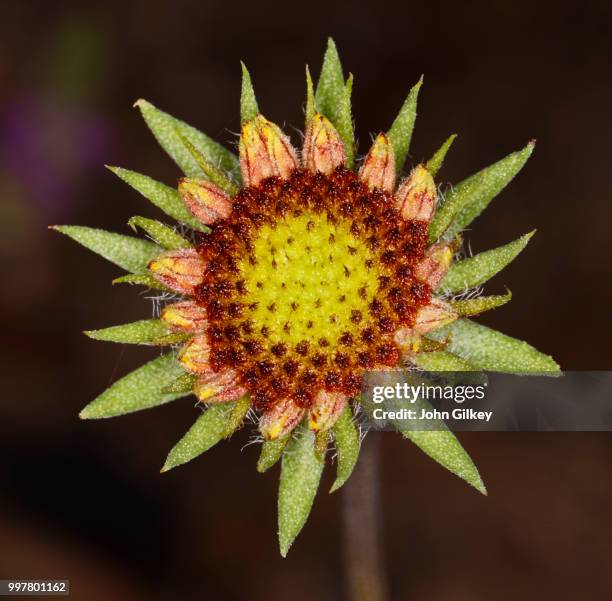 Firewheel Sapling Firewheel Photos and Premium High Res Pictures - Getty Images