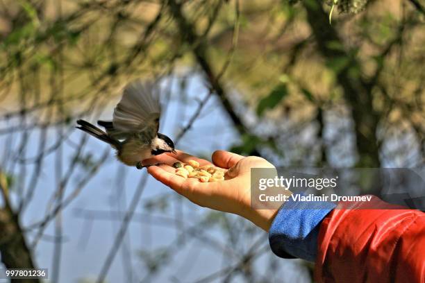 bird and human - animal hand stock pictures, royalty-free photos & images