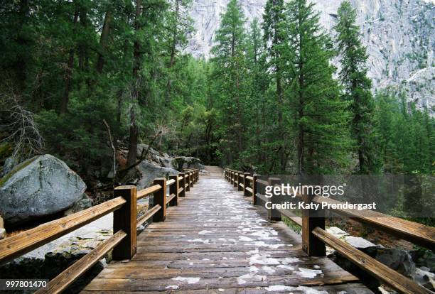 a journey into the woods - the journey stock pictures, royalty-free photos & images