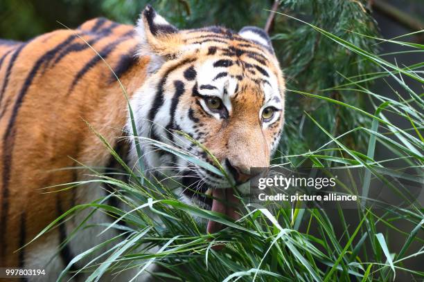 The Siberian tiger "Maroushka" explores her new home for the first time in the zoo "Tierpark Hagenbeck" in Hamburg, 3 August 2017. "Maroushka" had...