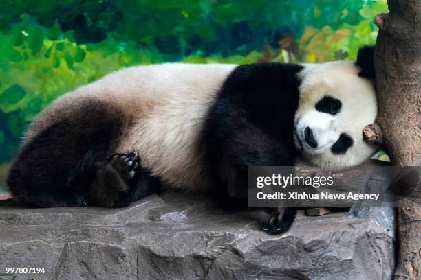 July 13, 2018 -- A giant panda cools off in a room equipped with air-conditioner in Hongshan Forest Park in Nanjing, east China's Jiangsu Province,...