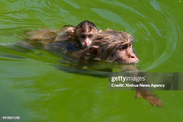 July 13, 2018 -- Two monkeys cool off in a pond in Hongshan Forest Park in Nanjing, east China's Jiangsu Province, July 13, 2018. Zoo authorities...