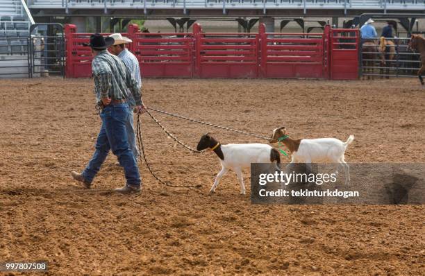 366 Goat Tying Stock Photos, HighRes Pictures, and Images Getty Images