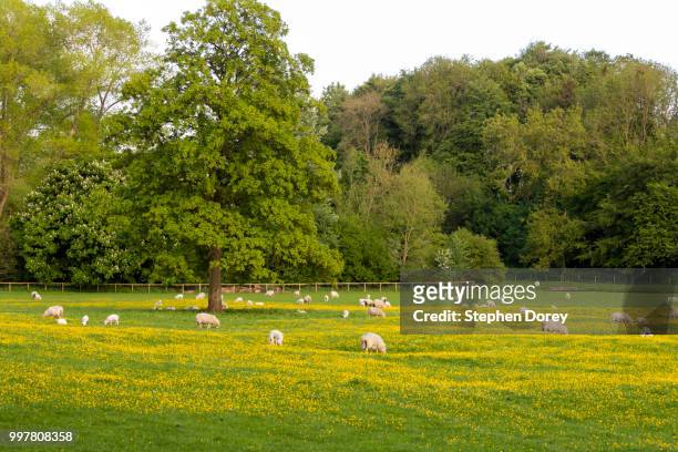 sheep grazing in a meadow of buttercups beside the river coln in the cotswold village of ablington, gloucestershire uk - sheep meadow bildbanksfoton och bilder