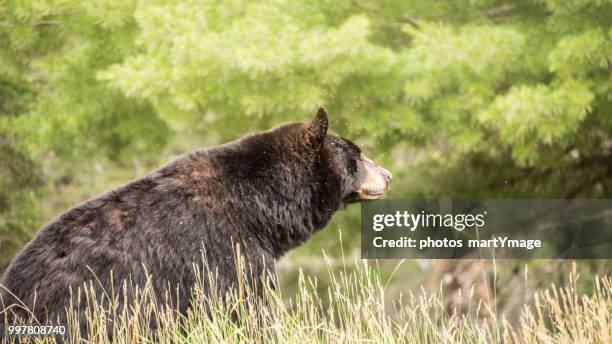 l'ours - ours stock pictures, royalty-free photos & images