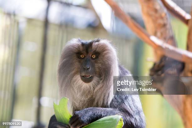 visit to safari ramat gan - macaco coda di leone foto e immagini stock
