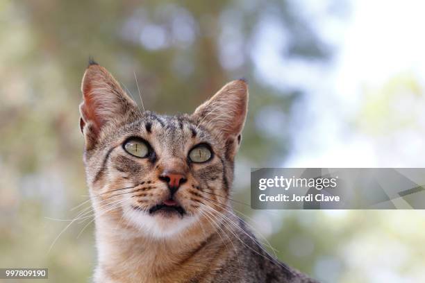 portrait of a cat - clave stock pictures, royalty-free photos & images