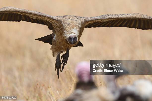 cape vulture landing - cape vulture stock pictures, royalty-free photos & images