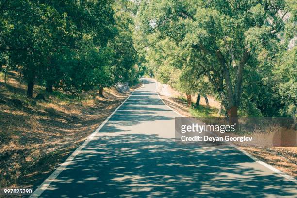 cork trees and road in the forest - cork tree bildbanksfoton och bilder