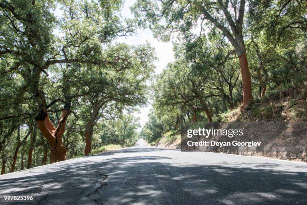 cork trees and road in the forest - cork tree bildbanksfoton och bilder